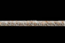 Desso Grezzo Bloom ad 04 2064-V B8 фото 9 | FLOORDEALER